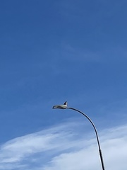Falconiformes