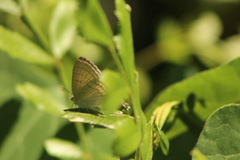 Hypolycaena philippus