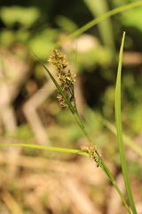 Carex zuluensis