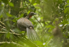 Penelope superciliaris