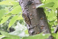 Graptopsaltria nigrofuscata