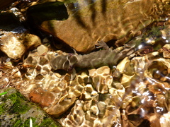 Dicamptodon aterrimus