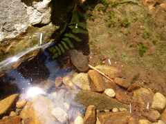 Dicamptodon aterrimus