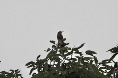 Hypsipetes amaurotis