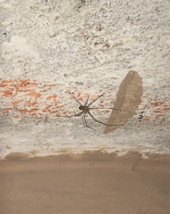 Physocyclus