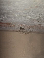 Physocyclus