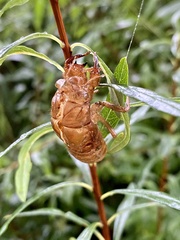 Graptopsaltria nigrofuscata