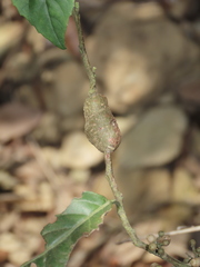 Schizomyia maesae