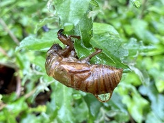 Cryptotympana facialis