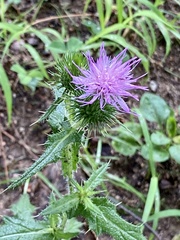 Cirsium vulgare