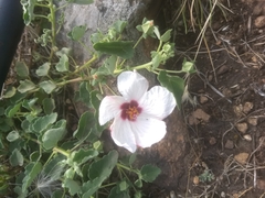 Pavonia cymbalaria