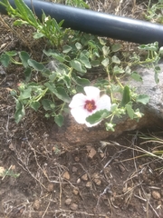 Pavonia cymbalaria