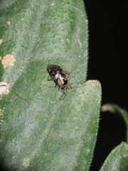 Sabactiopus sauteri