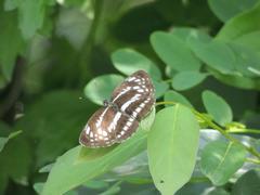 Neptis pryeri