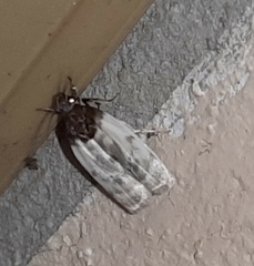Antaeotricha radicalis