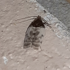 Antaeotricha radicalis