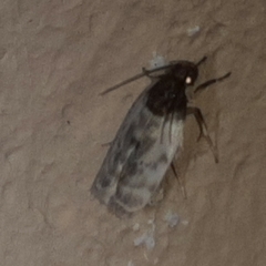 Antaeotricha radicalis