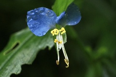 Commelina communis