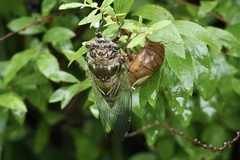 Cryptotympana facialis