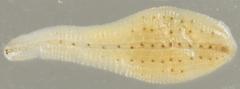 Helobdella