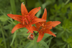 Lilium concolor partheneion
