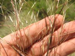 Aristida scabrivalvis