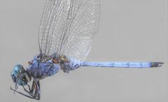 Orthetrum brachiale