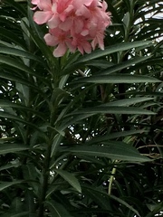 Nerium oleander