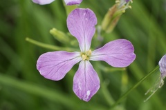 Raphanus sativus raphanistroides