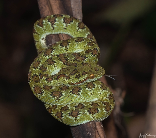 Photo of a Blotched Palm-Pitviper (Bothriechis supraciliaris)