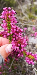 Erica gracilipes