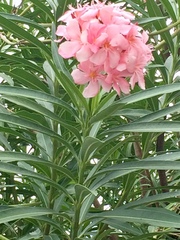Nerium oleander