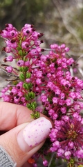 Erica gracilipes