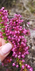Erica gracilipes
