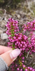 Erica gracilipes