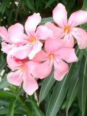 Nerium oleander