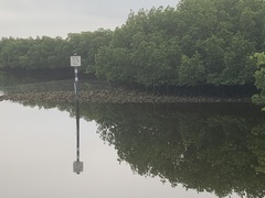 Rhizophora mangle image