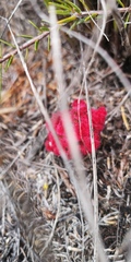 Hyobanche sanguinea