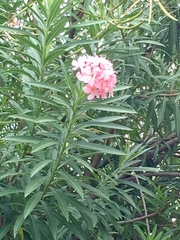 Nerium oleander