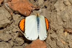 Colotis etrida