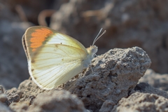 Colotis etrida