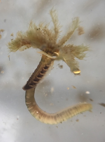 Australian Tubeworm