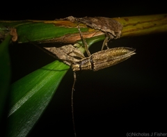 Temnosternus planiusculus