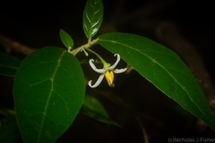 Solanum stelligerum