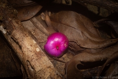 Syzygium crebrinerve