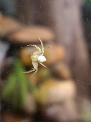 Thomisidae