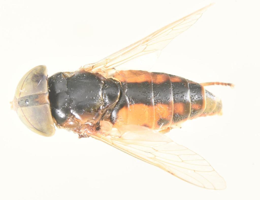 Atylotus fuscipes