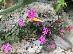 Heterocentron elegans