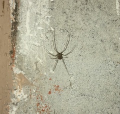 Physocyclus