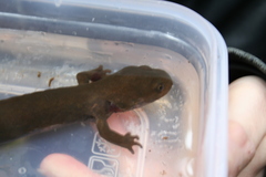 Dicamptodon aterrimus